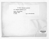 Phellinus igniarius image